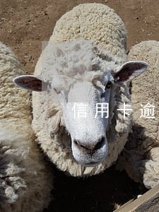 信用卡逾期 影响几年 信用卡逾期 影响几年